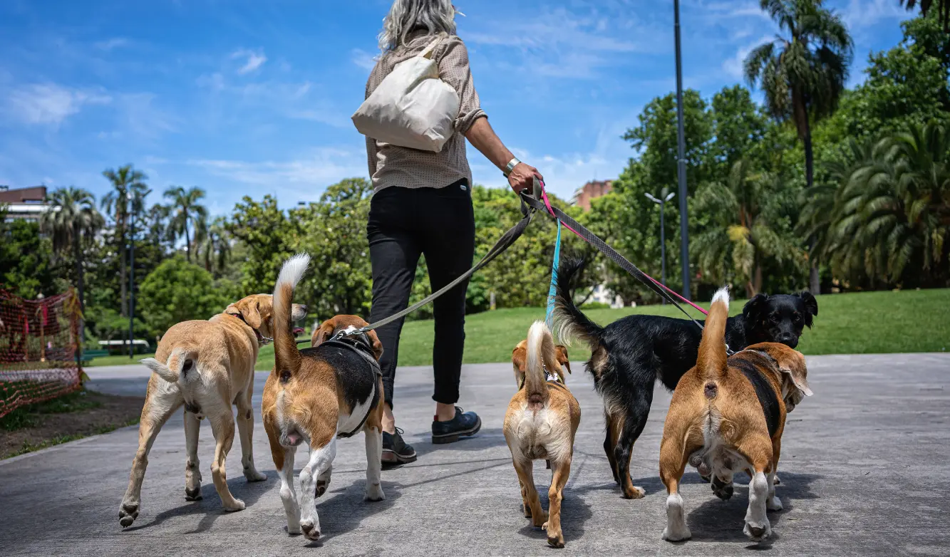 pet sitting przykład IKIGAI